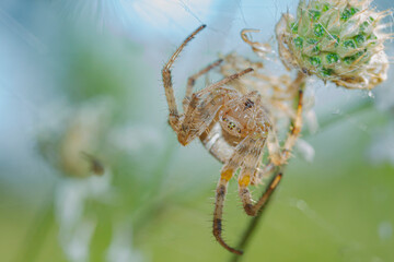  hanging on a blade of grass head down macro on a beautiful background of a glade