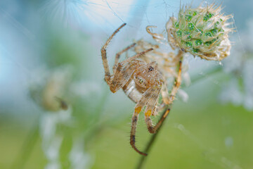 spider hanging on a blade of grass head down macro on a beautiful background of a glade