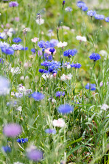 Fototapeta premium Blue and White Bachelor Button Flowers in Field