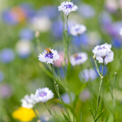 Blue and White Bachelor Button Flowers in Field