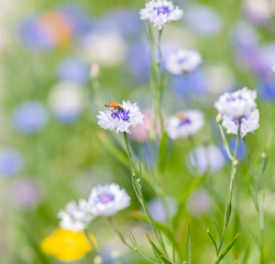 Blue and White Bachelor Button Flowers in Field