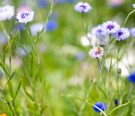 Blue and White Bachelor Button Flowers in Field