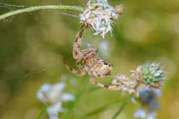  spider hanging on a blade of grass side view on the background of a glade