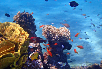 Biodiversity of exotic fish inhabiting coral reefs at the Red Sea, Sinai, Middle East
