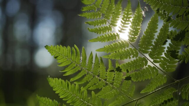 Bright rays of the sun make their way through the leaves of the green fern. The concept of pacification and enjoyment of nature. A wonderful day in the forest. Close-up