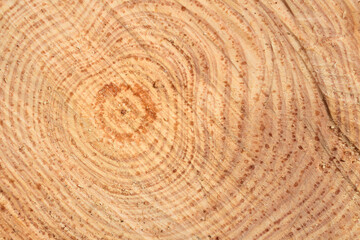 Close up and texture of a freshly cut slice of a pine tree with the annual rings