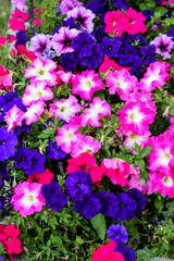 petunia flower pink purple fuchsia krupyny plan photo background