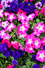 petunia flower pink purple fuchsia krupyny plan photo background