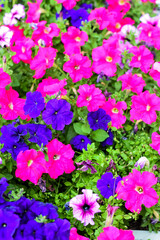 petunia flower pink purple fuchsia krupyny plan photo background