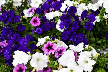 petunia flower white purple fuchsia close-up photo background