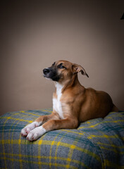 Portrait of Young Fawn and Black Colored Mixed Breed Puppy 