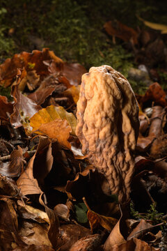 Clavariadelphus pistillaris mushroom in the forest