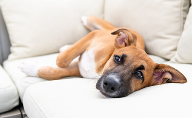 Young Mixed Breed Puppy Hanging Out on Deck 