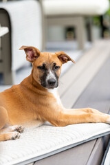 Young Mixed Breed Puppy Hanging Out on Deck 
