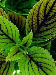 Schönheiten der Natur