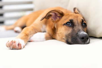 Young Mixed Breed Puppy Hanging Out on Deck 