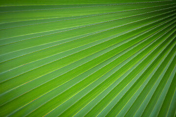 Obraz premium Green leaf nature background.