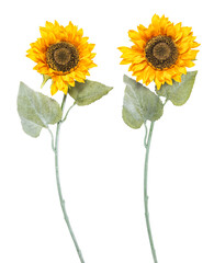 Two sunflowers isolated white background Flowers clipping path
