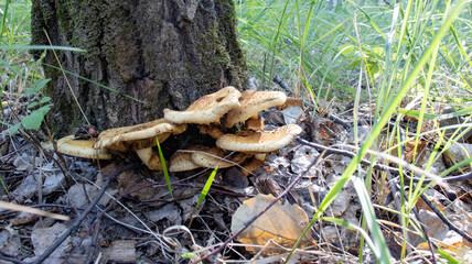 mushrooms in summer forest on green orange background photography