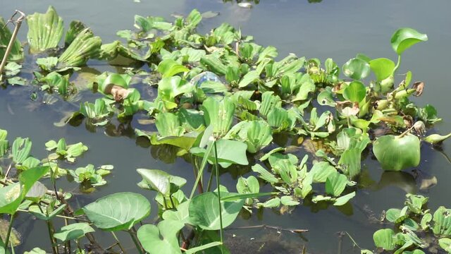 Green grass (Common water hyacinth, hon ngung choi, water cabbage etc) floating in the river with a natural background