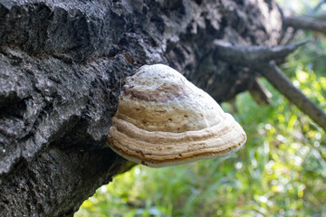 mushrooms in summer forest on green orange background photography