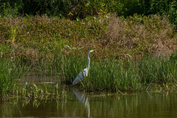 White heron hunting in the evening, Desna river, Ukraine