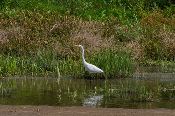White heron hunting in the evening, Desna river, Ukraine