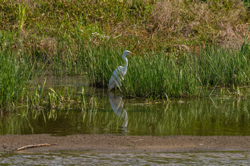 White heron hunting in the evening, Desna river, Ukraine