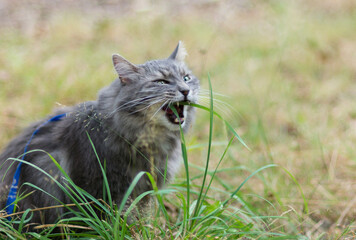Naklejka na ściany i meble Walking with grey siberian cat in forest park