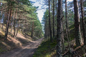 Sandy road in nice pine forest.