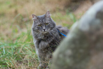 Obraz premium Walking with grey siberian cat in forest park