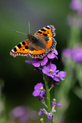 BUTTERFLY IN MY GARDEN 