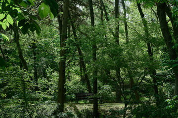 Obraz premium landscape