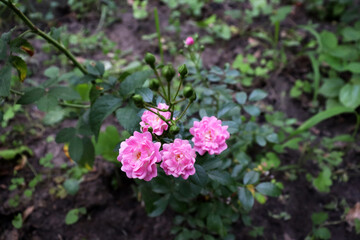 Beautiful pink flower in garden