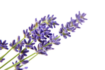 Lavender flowers isolated on white background. Fresh purple flowers closeup