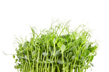 Fresh microgreens isolated on white