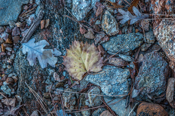 Round yellow leaf on the ground