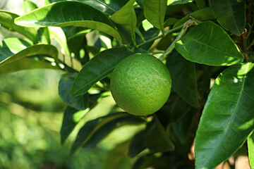 Tangerine from Jeju Island Korea, Watson pomelo,
Snowy landscape, Snow on Watson pomelo