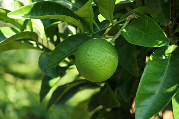 Tangerine from Jeju Island Korea, Watson pomelo,
Snowy landscape, Snow on Watson pomelo