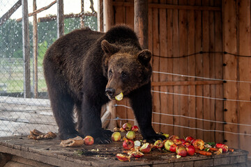 The brown bear eats fallow deer in the contact zoo