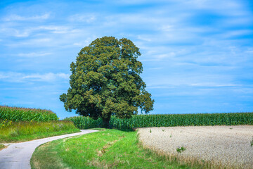 single lime tree with street