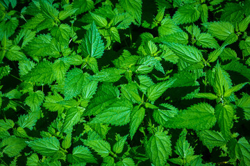 detail of fresh and young nettles