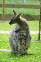 wallaby kangaroo with baby in pouch 