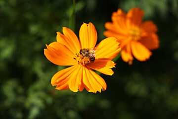 Cosmos, Orange cosmos, cosmos flowers, flower