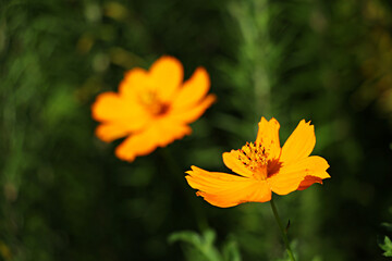 Cosmos, Orange cosmos, cosmos flowers, flower