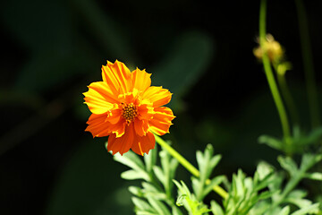 Cosmos, Orange cosmos, cosmos flowers, flower