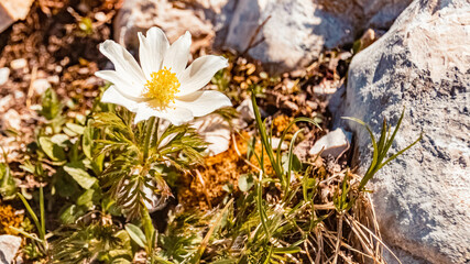 Alpine anemone, anemone alpina, at the famous Alpspitze summit near Garmisch Partenkirchen, Bavaria, Germany