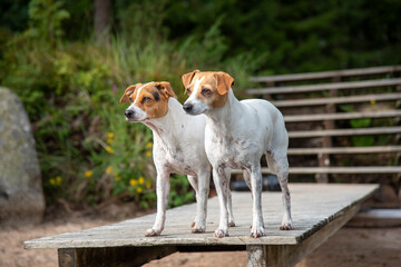 Terrier dogs on pier