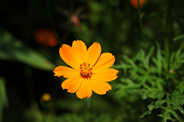 Cosmos, Orange cosmos, cosmos flowers, flower