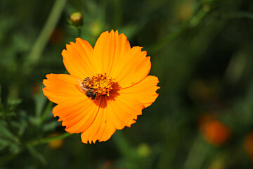 Cosmos, Orange cosmos, cosmos flowers, flower